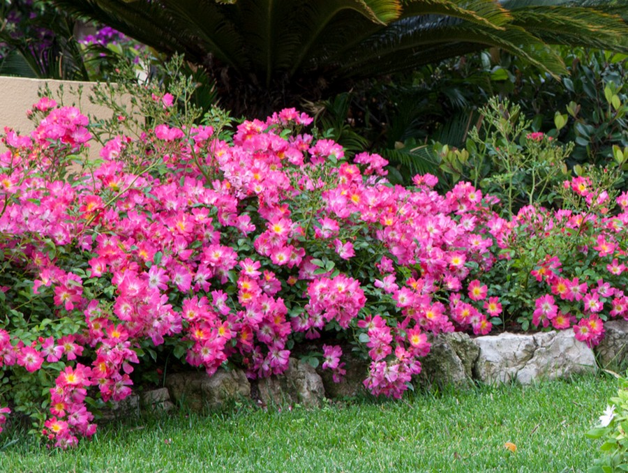 Pink Drift róże okrywowe